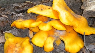 fungus