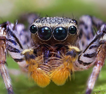 jumping spider