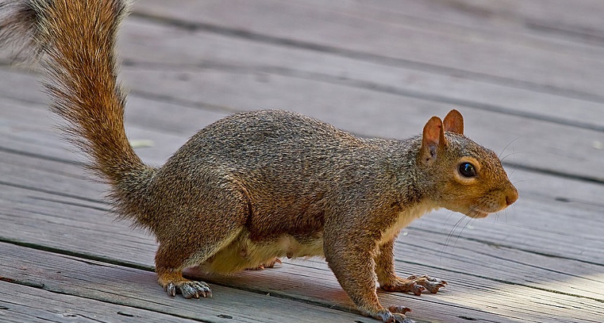 Eastern Gray Squirrel