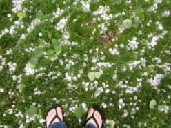 In June 2010, a powerful hailstorm pummeled the city of Bozeman, Mont. The hailstones were as large as golf balls, and they inspired a local scientist to peek inside and look for bacteria.