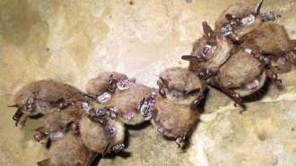 White nose bats
