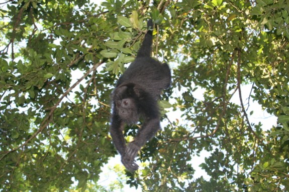 a photo of a howler monkey hanging from a branch