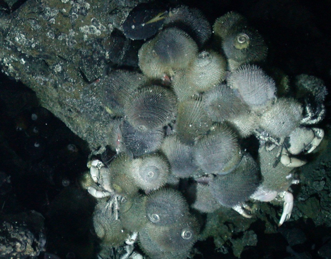Mining metals amidst seafloor animals