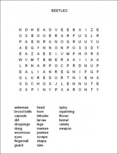 Little Beetle, Big Horns