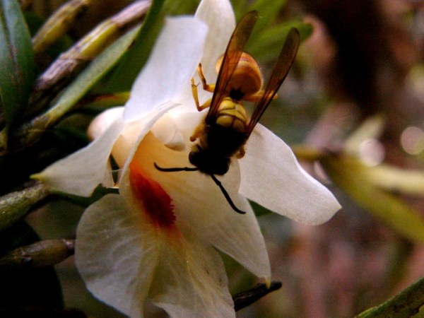 An orchid in China, called Dendrobium sinense, relies on hornets for pollination. The flower lures the hornets by mimicking a pheromone made by honeybees — a favorite hornet prey. Credit: Song Xi-qiang