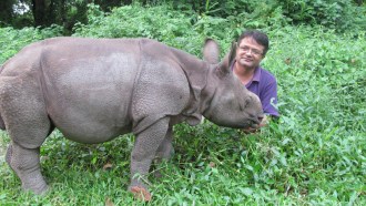 baby greater one-horned rhinoceros