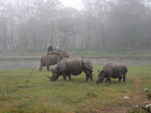 elephant back rhinos