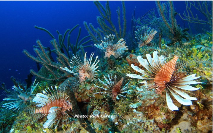 May 2008 shot of lionfish off New Providence Island, Bahamas. Where these fish have become established in Atlantic waters, it’s not uncommon to find twice as many per square meter as in the species’ native range. Credit: Rich Carey