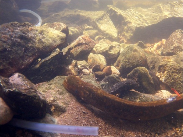 Pumping a mating pheromone into streams that feed the Great Lakes could help control the population of a destructive eel-like species called the sea lamprey (brown, snakelike animal in foreground). Credit: Nicole Griewahn