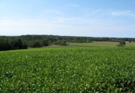 Soy modified to produce SDA will look just like conventional plants (shown here), but each acre could yield quantities of omega-3 oil equal to what's present in some 10,000 3-ounce servings of salmon. Credit: Silk cut/Flickr