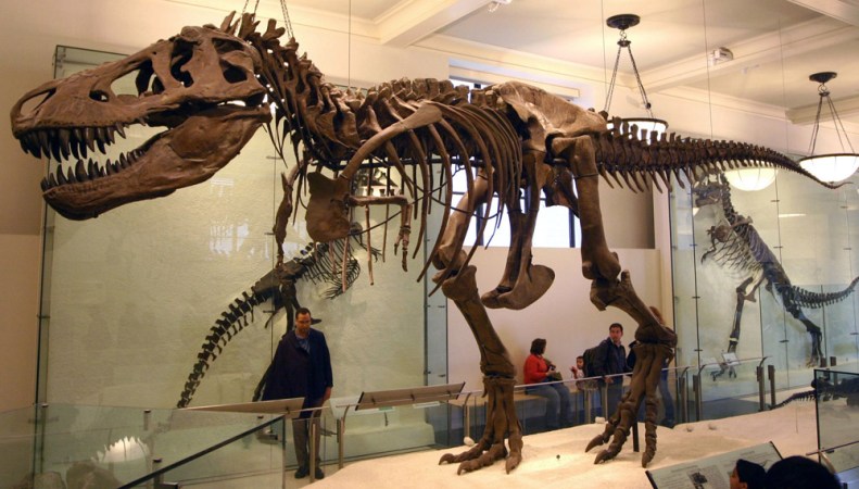 To estimate the size of dinosaur feces — including those from Tyrannosaurus rex (shown) — scientists measured poop from many living creatures. Credit: Wikimedia Commons/J.M. Luijt