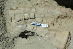 Taking measurements of a stegosaur's remains.