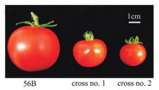 a photo of three tomatoes