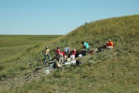 Volunteers unearth the remains of a stegosaur.