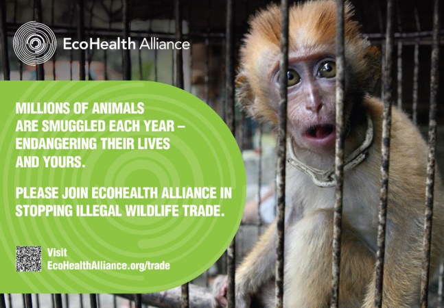 This ad is on display in airports in New York City to create awareness about the dangers of bringing illegal wildlife into the United States. Often animals that are threatened, endangered or otherwise protected are imported for sale as pets or food. Credit: EcoHealth Alliance