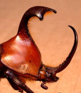 This beetle has one horn growing from its head (right) and another from its thorax (left).