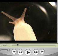 snail_video.avi