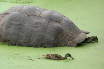A Galápagos tortoise shares a morning bath with a white-cheeked pintail in a duckweed-covered pool in Santa Cruz Island's highlands.