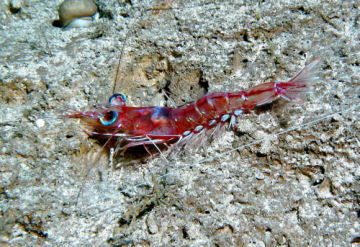 Scientists still have a lot to learn about the vision of deep-sea creatures, like this shrimp.