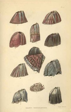 Charles Darwin studied many different kinds of plants and animals, including barnacles (illustration shown above), pigeons, orchids, beetles and carnivorous plants.