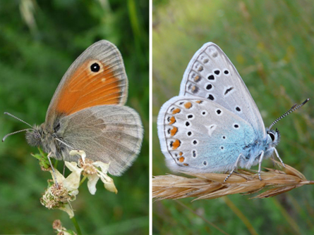 Two butterfly species, the small heath (left) and common blue (right)