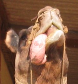 a camel showing its dulla