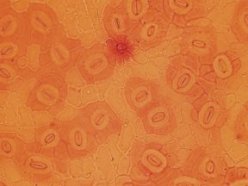 Pores that take in carbon dioxide appear in this microscopic view of a present-day California black oak. The sample was stained orange so that details would be more visible.