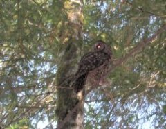 A spotted owl holds on tight to a snack—a little white mouse—from Diller.