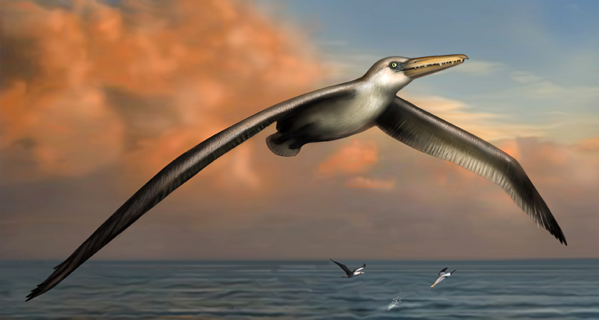 ab_biggestbird_free.jpg?w=860