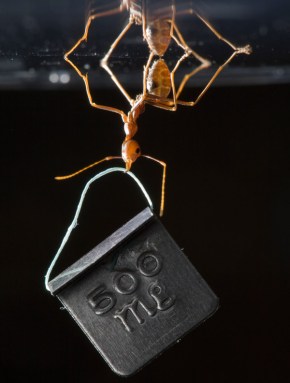 This Asian weaver ant can dangle a weight more than 100 times heavier than itself without losing its grip on the surface above it. Credit: © Thomas Endlein