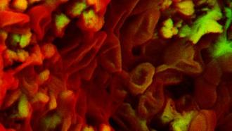 A scanning electron micrograph of a sliver of theropod claw reveals oval-like structures. These resemble red blood cells in living birds. Less dense, carbon-based material appears red. Denser mineralized material appears green.