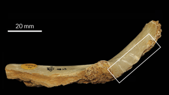 Human tooth marks and pounding damage (in boxed area) on a 14,700-year-old human leg bone found in a British cave. The marks suggest that the person’s body was cannibalized as part of a ritual, researchers say.
