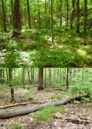 Before and After Earthworms