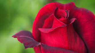 Not all roses are sweetly scented. By comparing one that isn’t to one that is — the Papa Meilland rose (shown) — researchers discovered a surprising enzyme behind the signature “rose” scent.