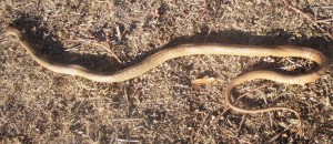 Brown Snake