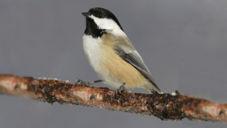 chickadee