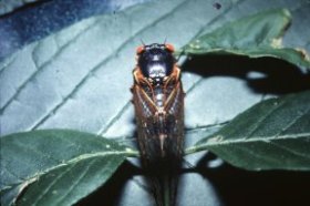 Two cicadas mate during their brief time above ground.