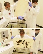 cotton batting absorbs oil