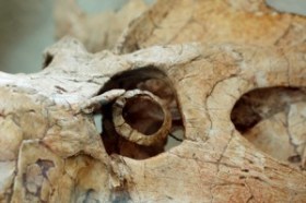 The eyes have it: The bony ring in the center of this Protoceratops, a plant-chomping dino, tells scientists it was active during the day and night. Credit: Ryosuke Motani and Lars Schmitz