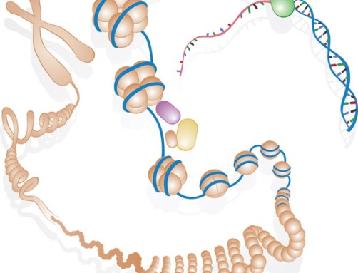 A DNA molecule looks like a twisted ladder. Scientists have found a way to use the rungs of that ladder to store data efficiently. Credit: NHGRI