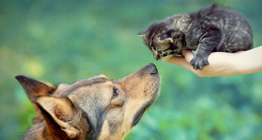 Cool Jobs: Pet science