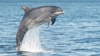 Wild bottlenose dolphins (one shown) respond to hearing their "signature whistles." These individual, high-pitched tunes appear to serve as the animals' names. Credit: Courtesy of V. Janik, University of St. Andrews