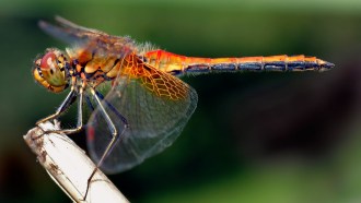 a photo of a brightly colored dragonfly resting on a twig