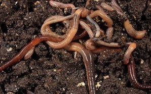 Earthworms