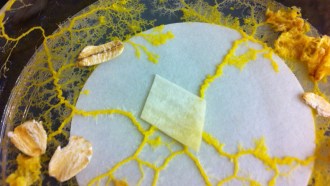 Physarum polycephalum