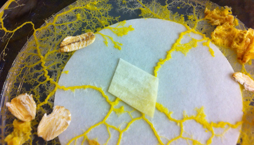 Physarum polycephalum