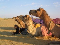 Emily hangs out with some camels