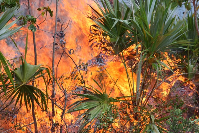 Scientists have found that forest removal in parts of Southeast Asia has left former swamplands dry and more likely to burn out of control in El Niño years. Credit: USFWS