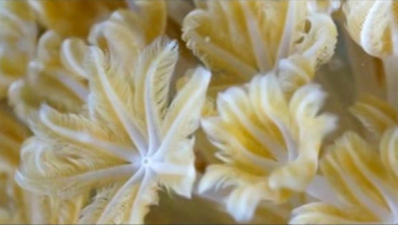 Scientists say pulsing corals make their motion to bring in needed nutrients. Credit: M. Kremien et al/PNAS 2013