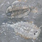 fossil1